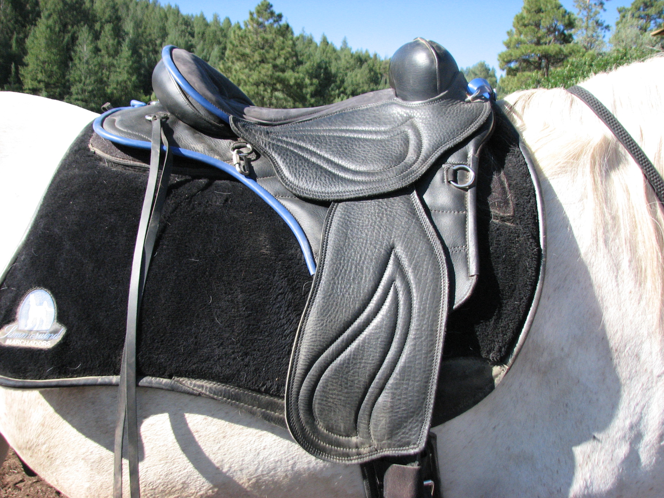 Sensation Saddles SW Future Foal