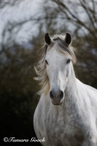 Marchador-Horse-Photo-Summer-Wind_4040