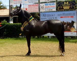 Amado Ipe, champion marcha picada stallion