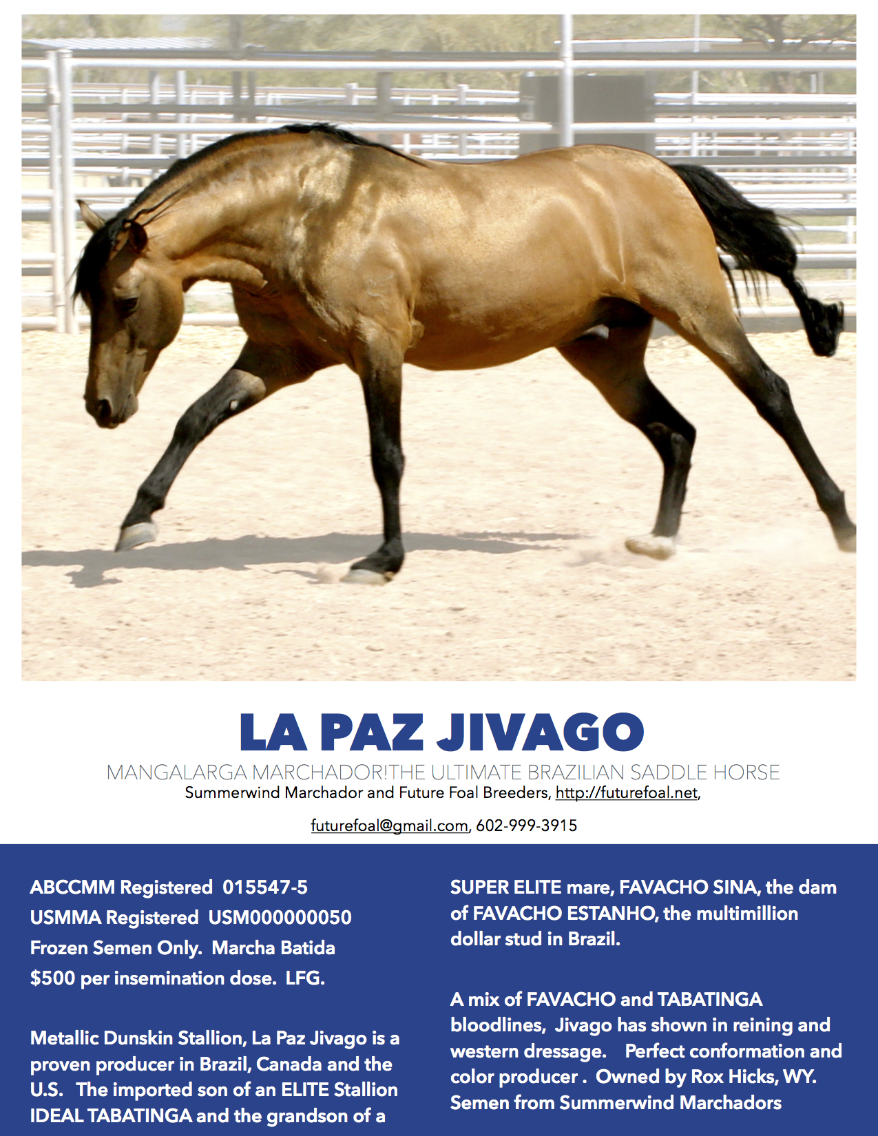 jivago stallion ad 2017